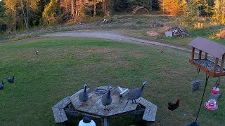 Reolink Captures: Chickens Evading A Coyote