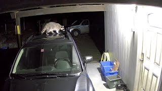 Reolink Captures: Hunting Raccoons